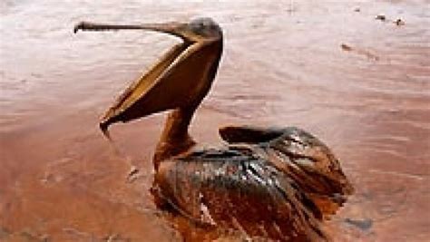 The BP oil spill, by the numbers | CBC News