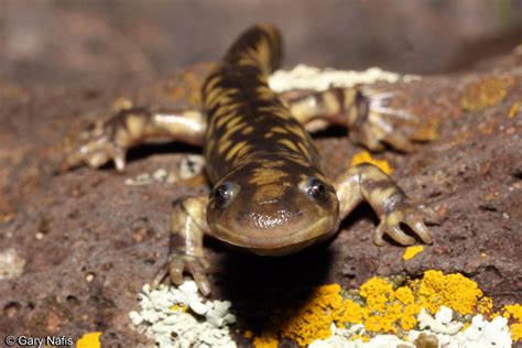 Western Tiger Salamander - Ambystoma mavortium