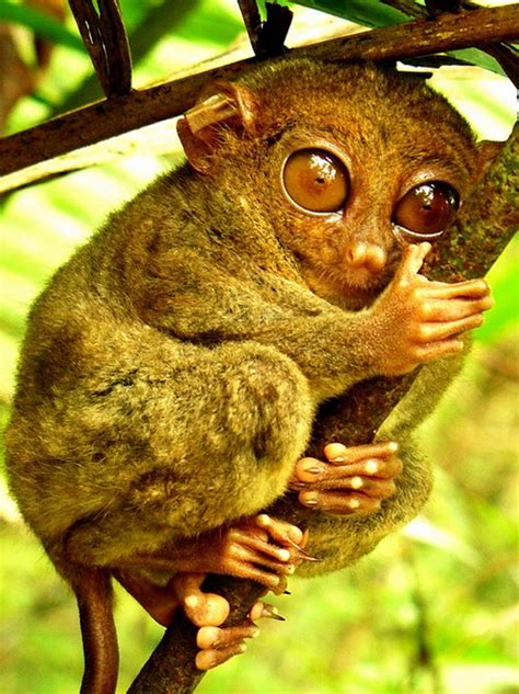 Tarsier in Bohol, Philippines | Attracttour