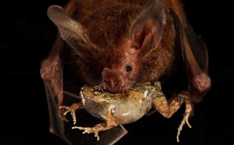 Frog-Eating Bats Exploit Water Ripples to Hunt Tungara Frogs – Guardian ...