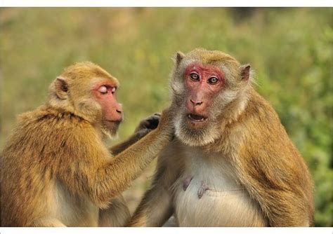 Print of Assam Macaque / Assamese Macaque grooming | Macaque, Primates ...