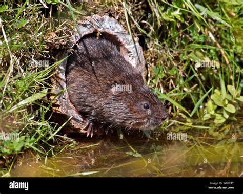 European Water Vole (arvicola amphibious Stock Photo - Alamy