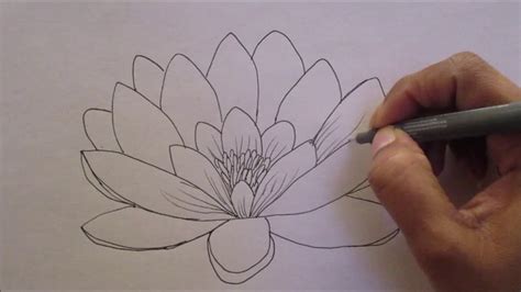 water lily flower drawing - Shauna Gunter