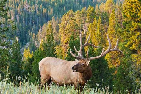 Elk Hunting Camo: Why Patterns Don't Matter as Much