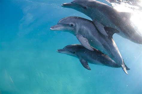 Dolphin Facts: Habitat, Behavior, Diet