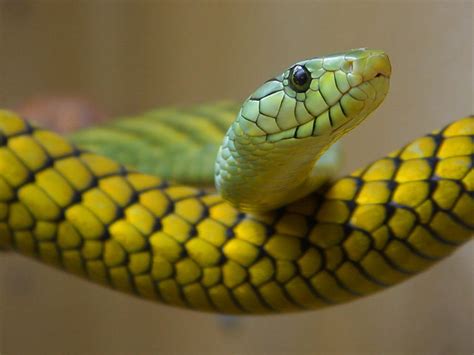 Boomslang l Sincerely Menacing Venom - Our Breathing Planet