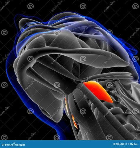 Thyrohyoid Muscle Anatomy for Medical Concept 3D Stock Illustration ...