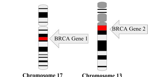 Punnett's Square: Are Ashkenazi Jews at a Greater Risk for Breast Cancer?