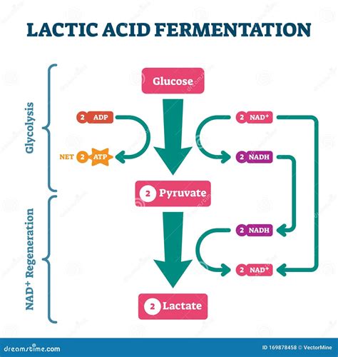 Esquema De Processo De Fermentação Por ácido Lático, Diagrama De ...