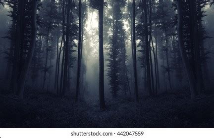 Scary Night Forest Scene Stock Photo 442047559 | Shutterstock