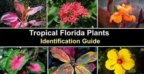 23 Tropical Florida Plants (Flowers, Shrubs, Trees) - Pictures and ...