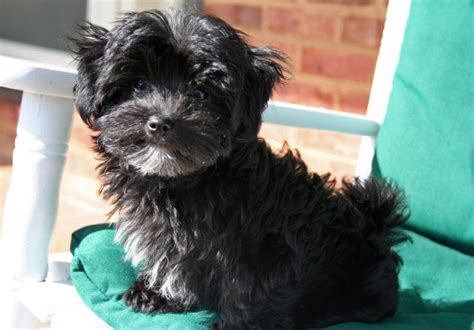 Or a yorkie/bichon mix | Furry Friends | Pinterest