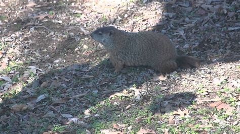 Groundhog, Woodchuck, Muskrat, Gopher, Nutria??? - YouTube