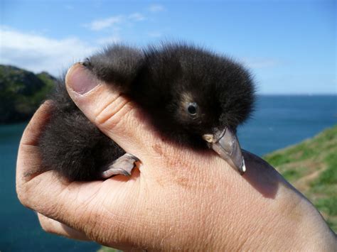 The Skomer Island Blog - Weekly News and Updates: Pufflings