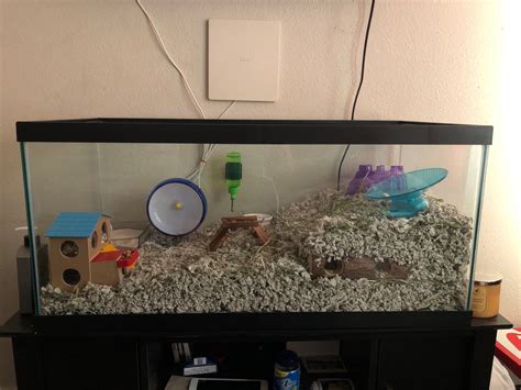 Hamster Tank Setup | Hamster tank, Hamster habitat, Hamster