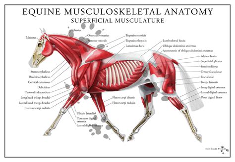 Equine Superficial Muscular System Poster | Horse anatomy, Muscular ...