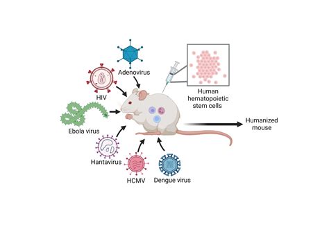 Viruses | Free Full-Text | Recent Developments in NSG and NRG Humanized ...