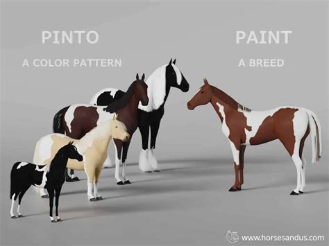 Pinto vs. Paint Horse [complete Guide] - Horses and Us