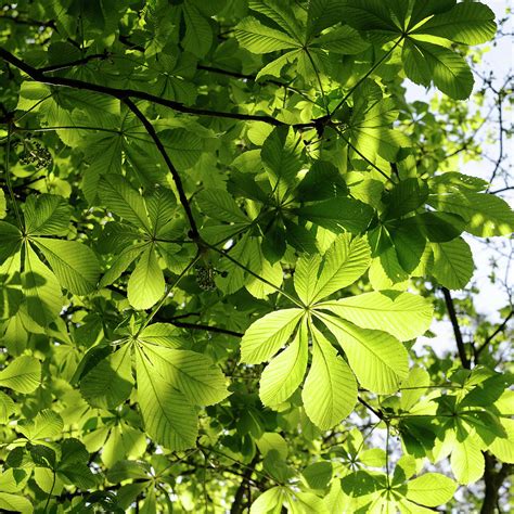 Horse Chestnut Leaves by Jeffoto