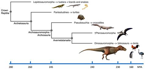 Animals | Free Full-Text | Dinosaurs: Comparative Cytogenomics of Their ...