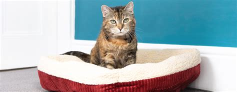 Cat sitting in red bed