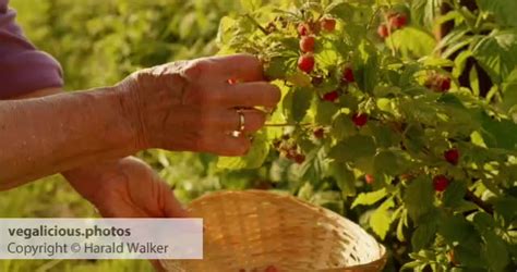 Harvesting Raspberries – vegalicious.photos