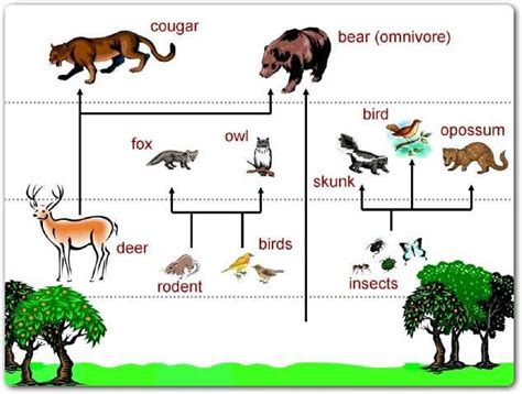 Temperate Deciduous Forest Biomes | Temperate deciduous forest ...