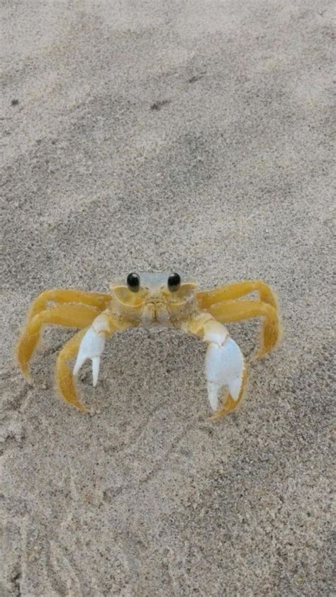 yellow crab on beach beachy pictures for wall collage | Cute little ...