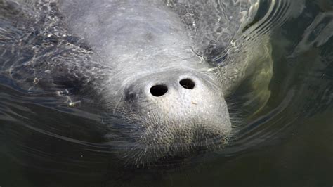 Florida raises estimate for state's manatee population