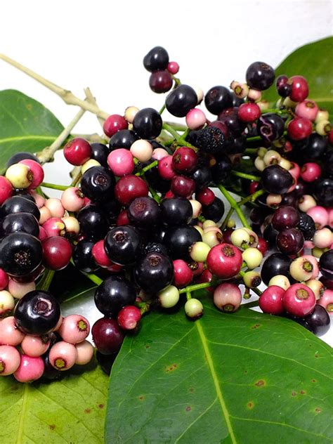 Black Java Plum Tree (syzygium cumini) – Urban Tropicals