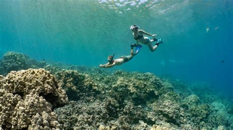 Kona Snorkeling Tour | Kona Snorkel Trips