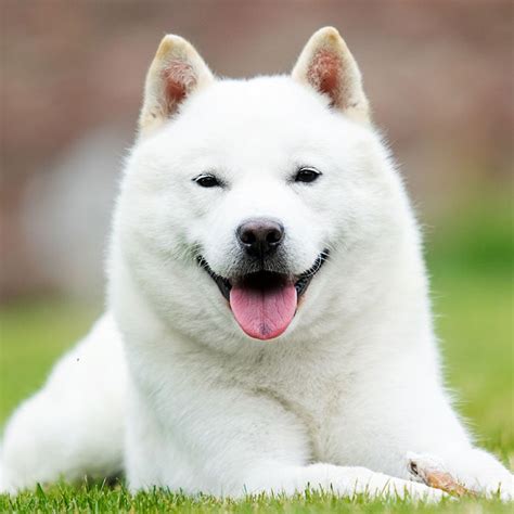 10 Japanese Dog Breeds BeChewy | vlr.eng.br