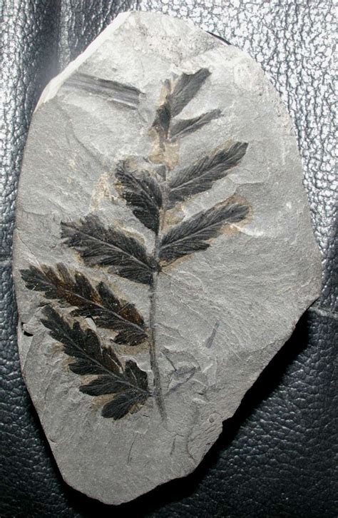 Carboniferous, Pennsylvanian fossil fern, www.amberabg.com | Fossils ...