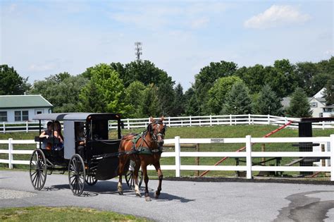 Buggy Rides on the 15-acre Farm - The Amish Farm and House