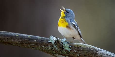 What Makes Birds Sing In The Morning?