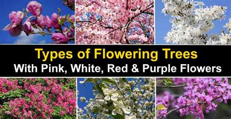 22 Types of Flowering Trees with Pictures for Easy Identification