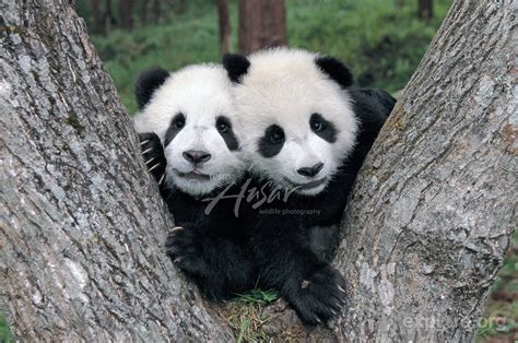 twin-panda-cubs-playing-in-the-fork-of-a-tree | Cute animals ...