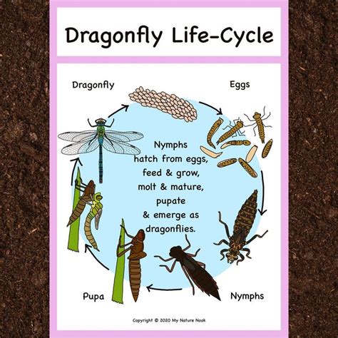 Dragonfly Life-cycle Poster printable PDF - Etsy UK | Dragonfly life ...