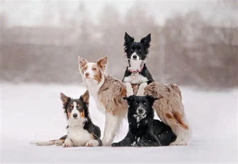 Are There Different Types Of Border Collies