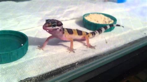 Baby Gecko eating - YouTube