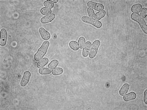 Germ Cells Under A Microscope