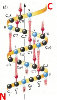 Secondary Structure Of Protein Alpha Helix