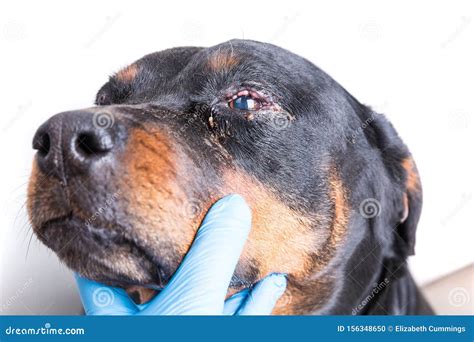 Sick Dog with Infected Crusty Eyes Examination Stock Photo - Image of ...