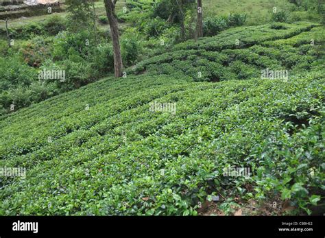 tea cultivation in south india Stock Photo - Alamy