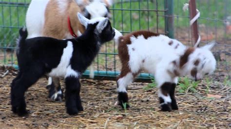 Baby Goats Playing and Jumping!