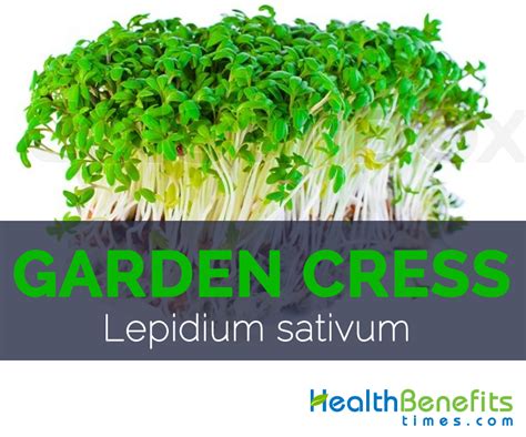 Garden Cress Facts, Health Benefits and Nutritional Value