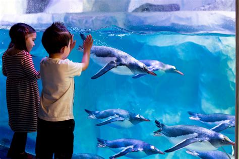 Explore London Aquarium Zones | SEA LIFE London Aquarium