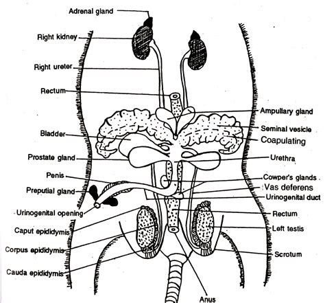 Rat Anatomy Diagram