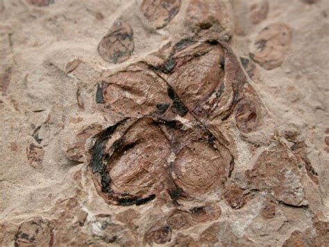 Liaoning flower fossil