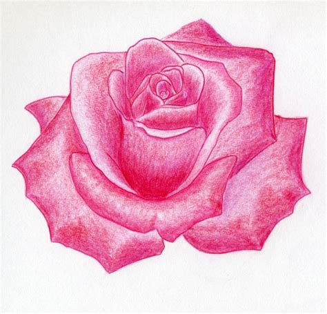 Pink Flowers Drawing at GetDrawings | Free download